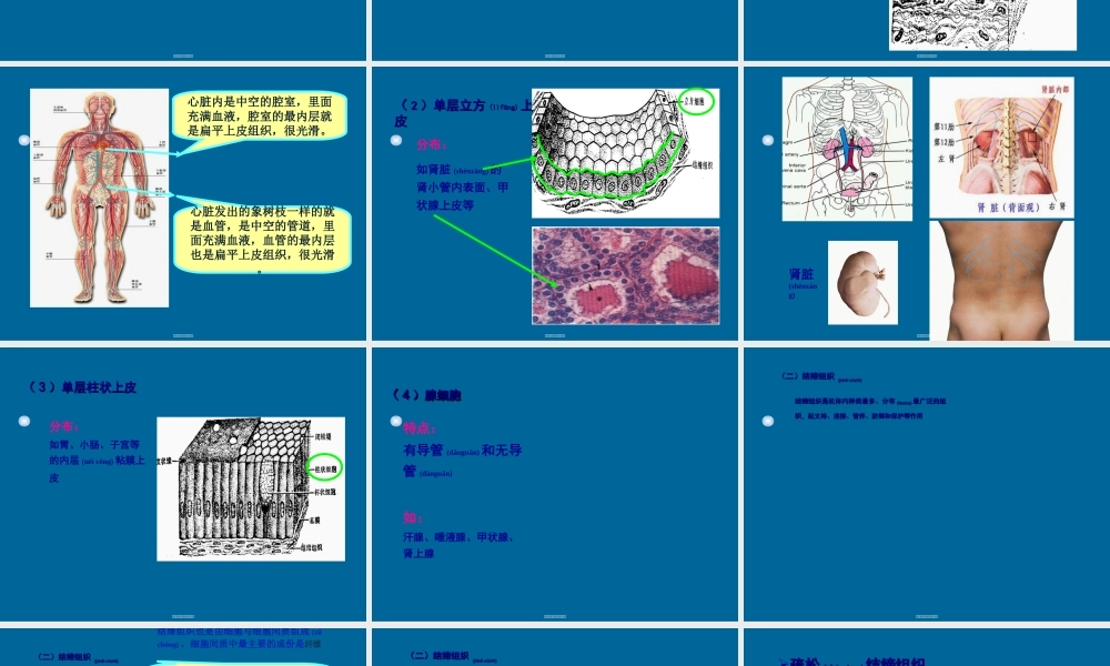 2022年医学专题—细胞的基本形态及类型(1).ppt