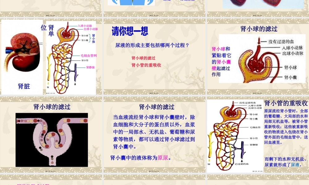 人体内废物的排出(1).pptx