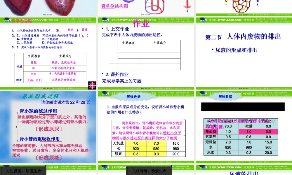 人体内废物的排出——泌尿系统的组成(1).pptx