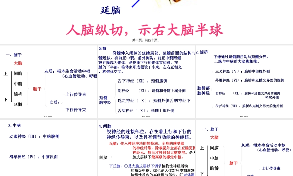 人脑的结构(1).pptx