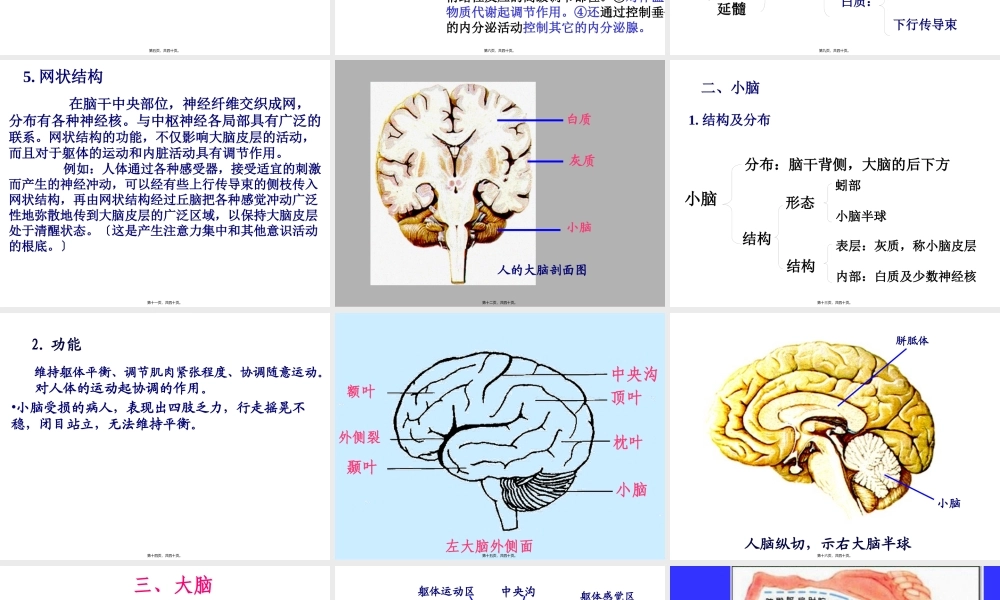 人脑的结构(1).pptx