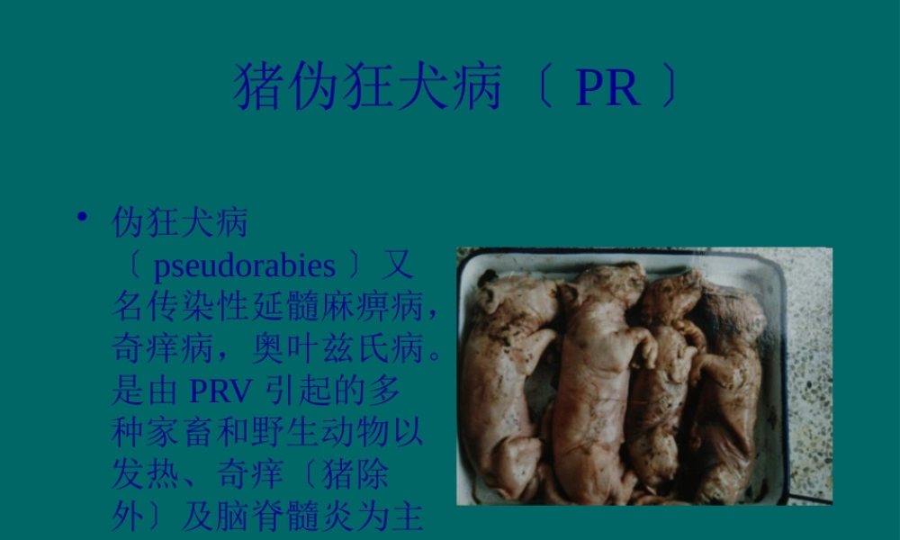 伪狂犬病(1).pptx