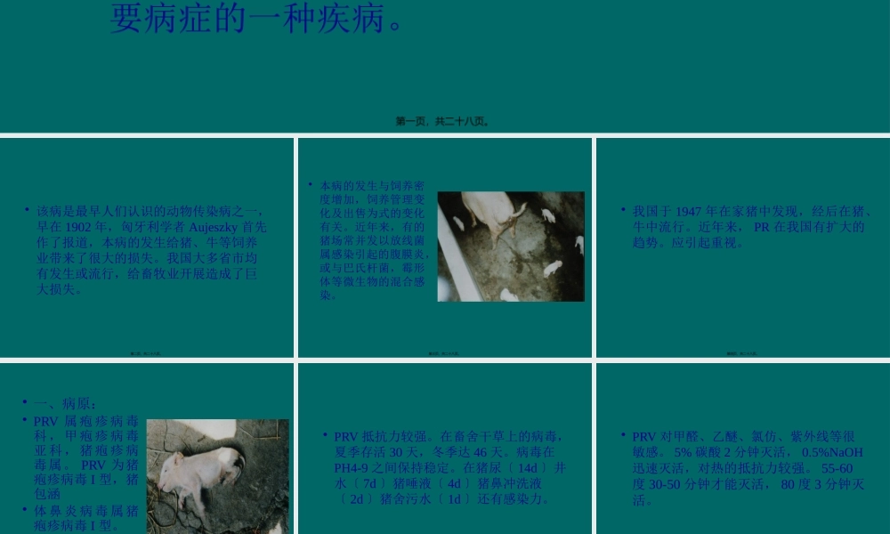 伪狂犬病(1).pptx