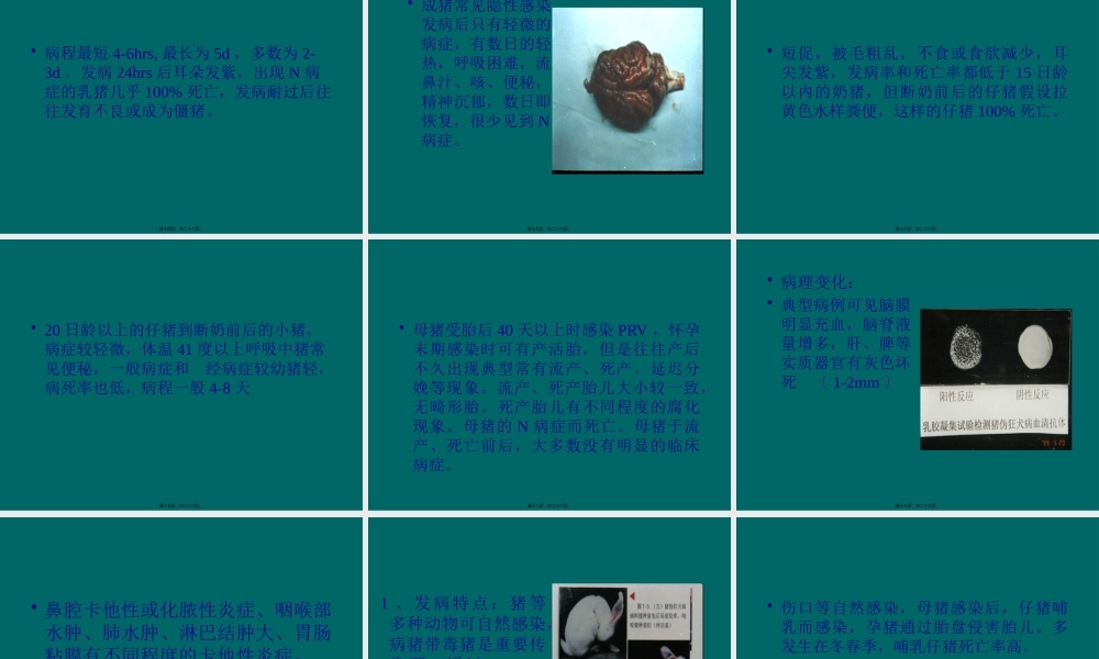 伪狂犬病(1).pptx