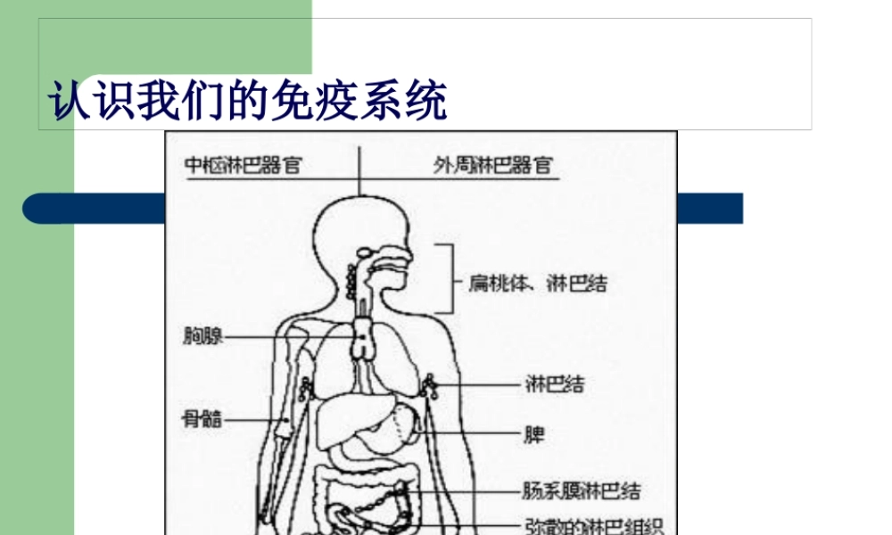 免疫系统营养调理(1).pptx