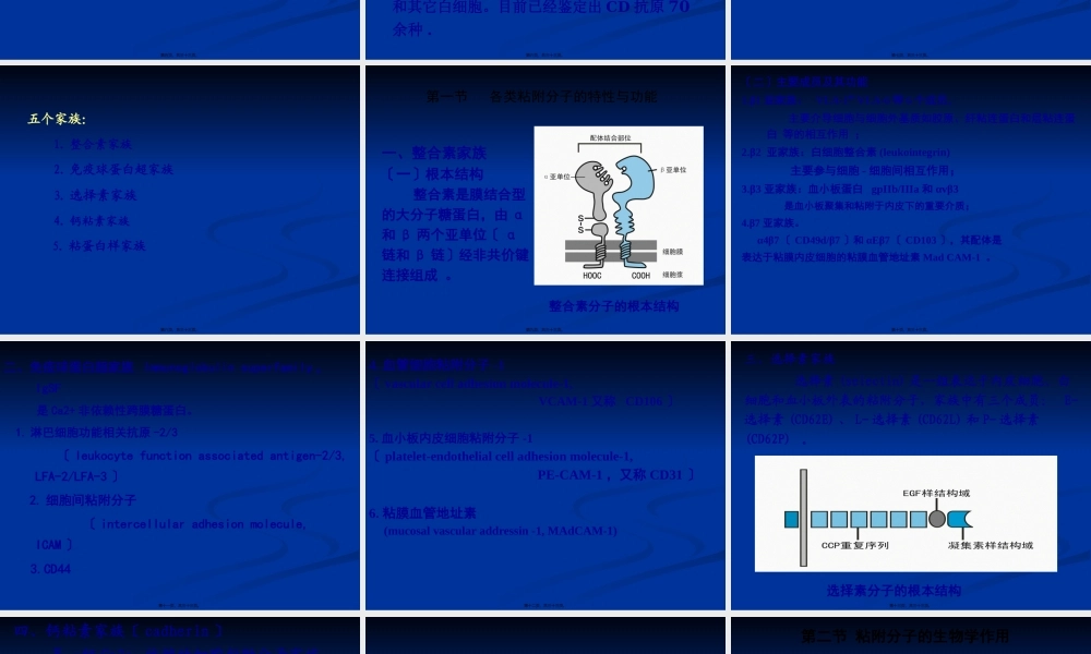 免疫学12-细胞粘附分子(1).pptx
