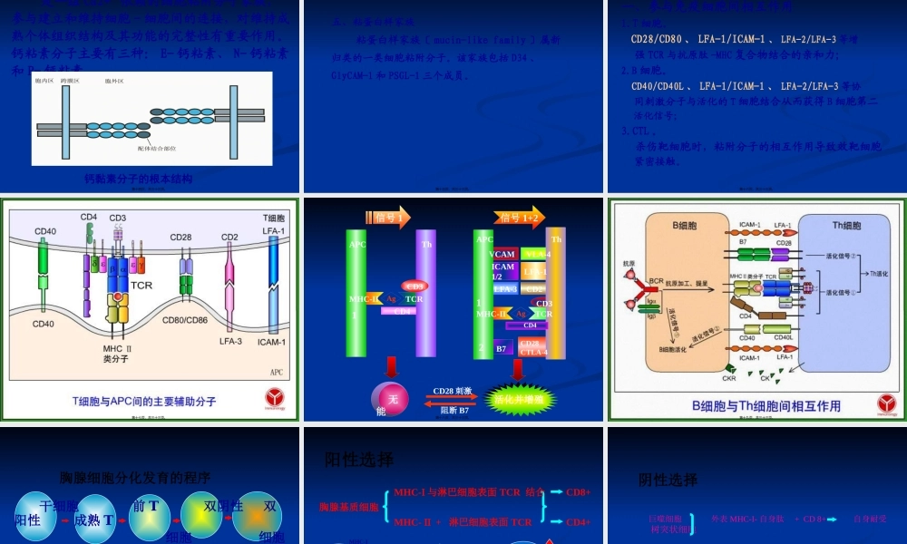 免疫学12-细胞粘附分子(1).pptx