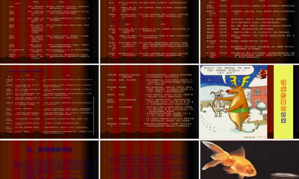 养鸡与鸡病防治演讲稿[1].ppt.lnk(1).pptx