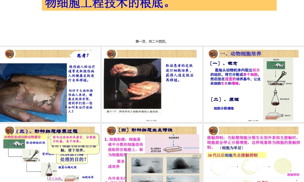 动物细胞培养和核移植技术-(2)(1).pptx