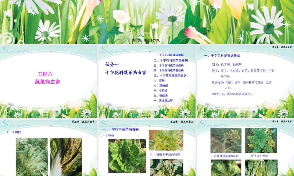 十字花科蔬菜病虫害剖析(1).pptx