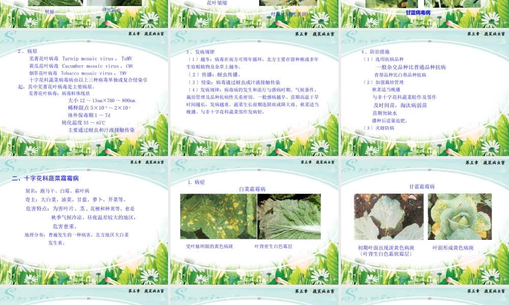 十字花科蔬菜病虫害剖析(1).pptx