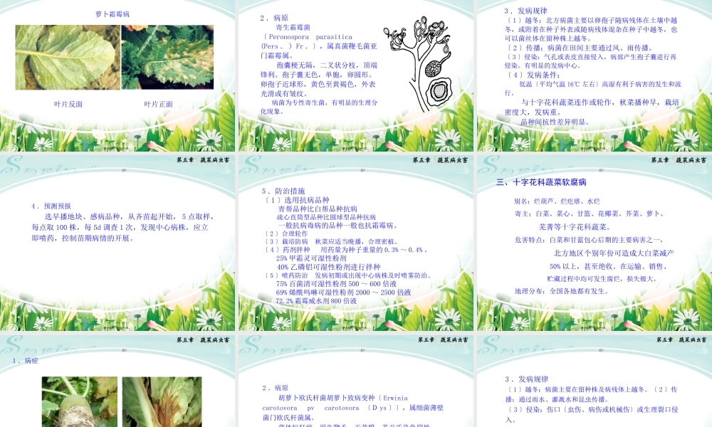 十字花科蔬菜病虫害剖析(1).pptx