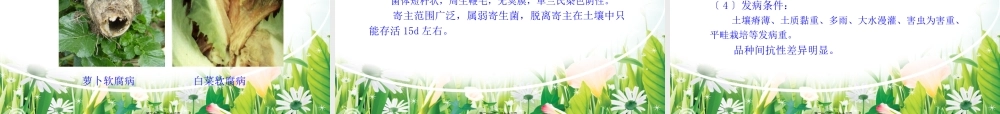 十字花科蔬菜病虫害剖析(1).pptx