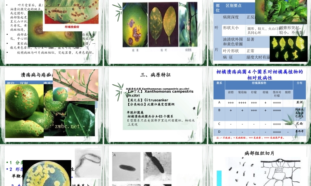 柑橘溃疡病菌(1).ppt