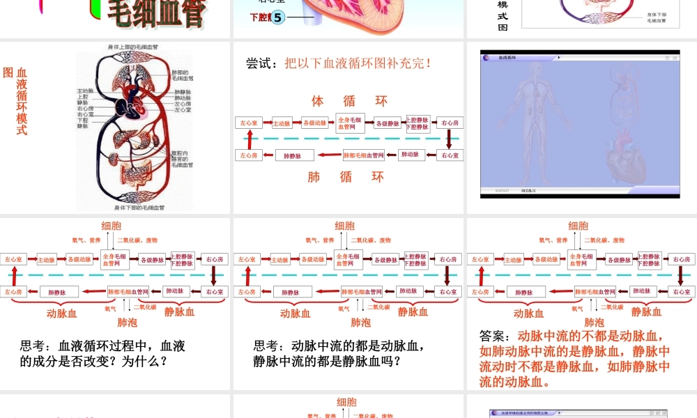 血液循环101(1).ppt