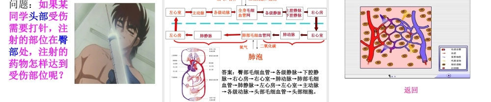 血液循环101(1).ppt