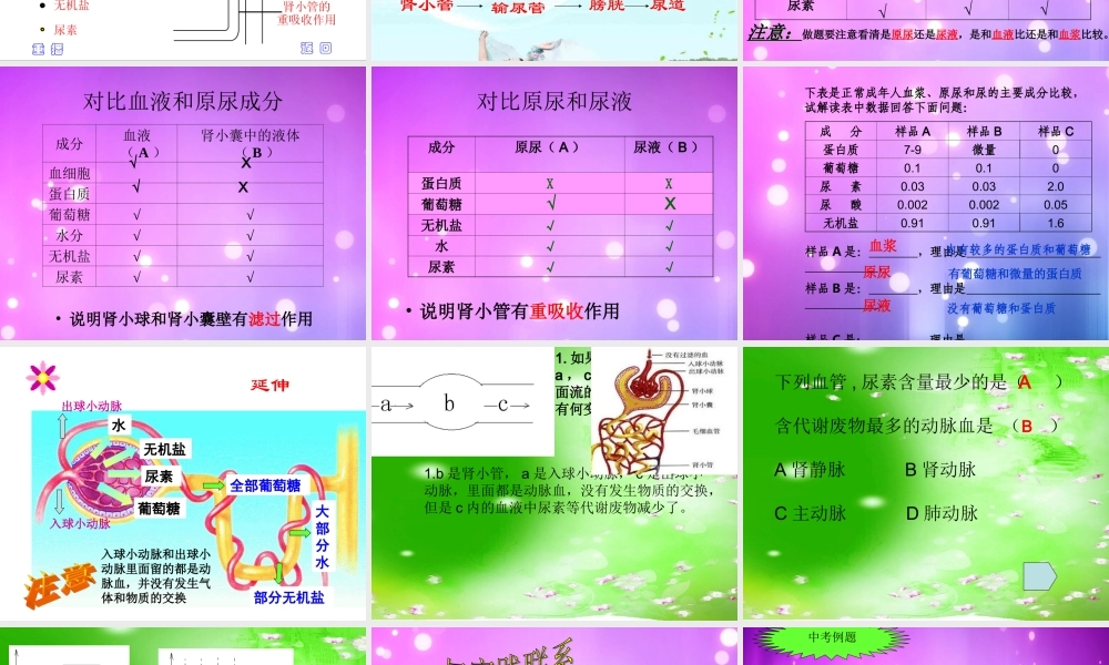 人体代谢废物的排出(非常好)(1).ppt