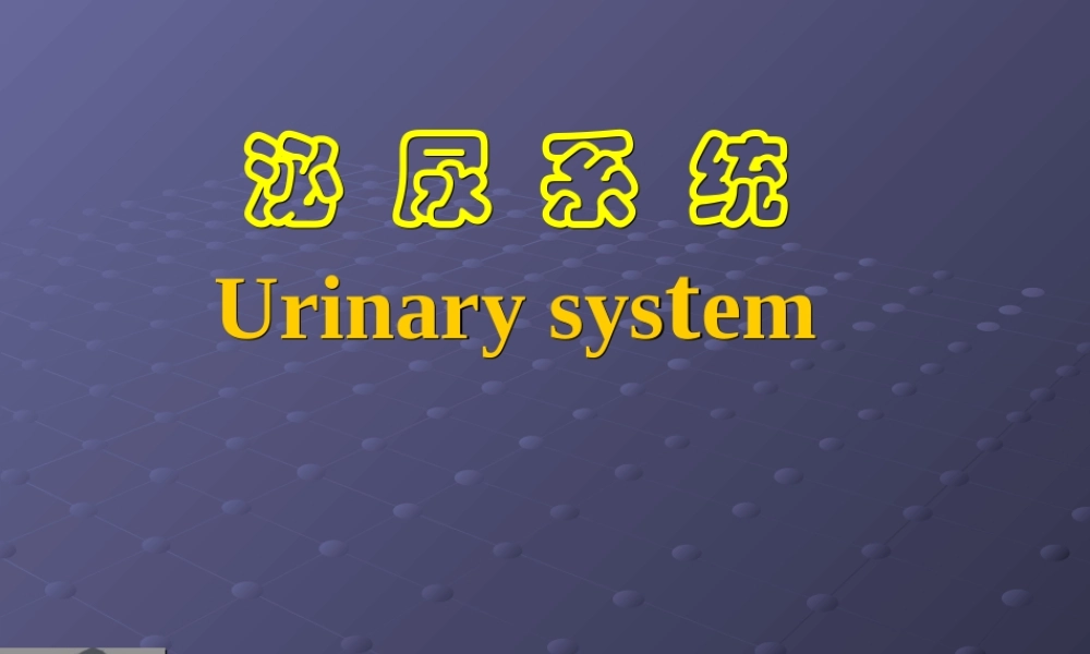 泌尿系统gd(1).ppt
