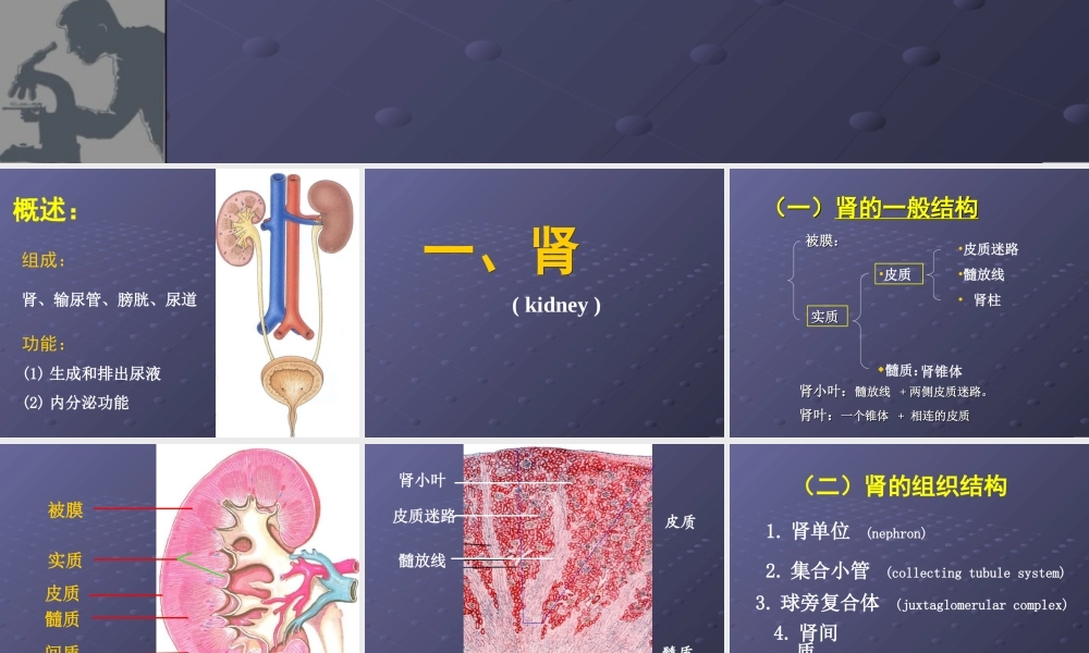 泌尿系统gd(1).ppt
