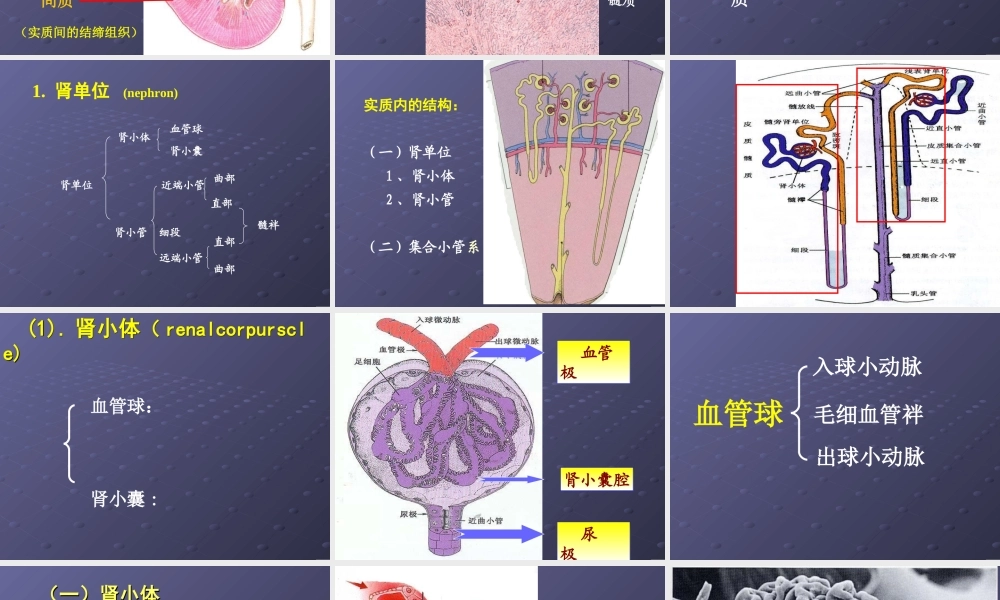 泌尿系统gd(1).ppt