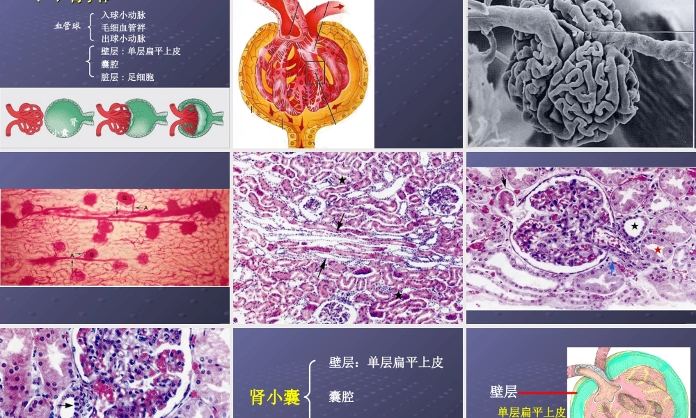 泌尿系统gd(1).ppt