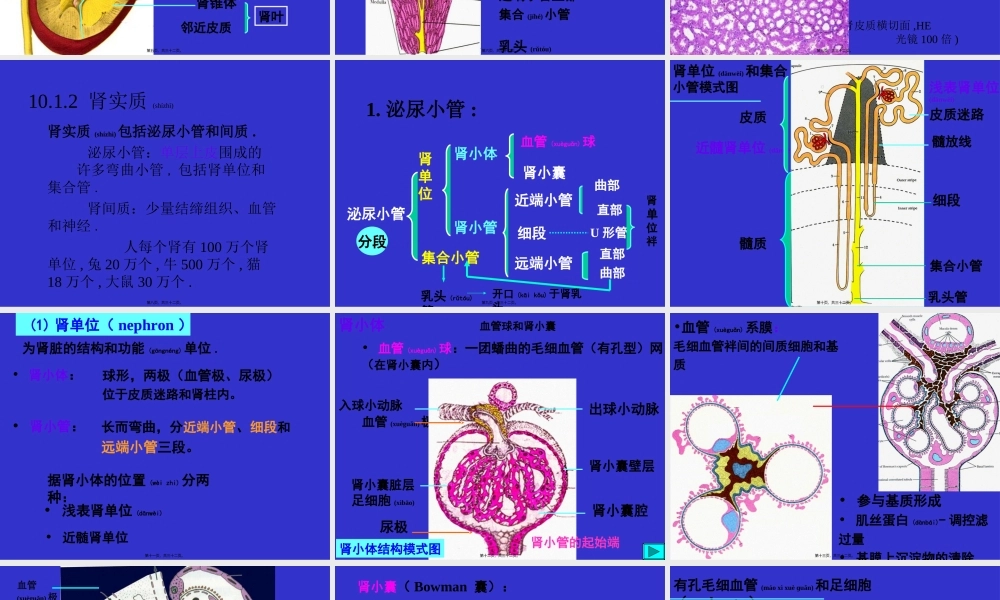 2022年医学专题—组织学与胚胎学-泌尿系统(1).ppt