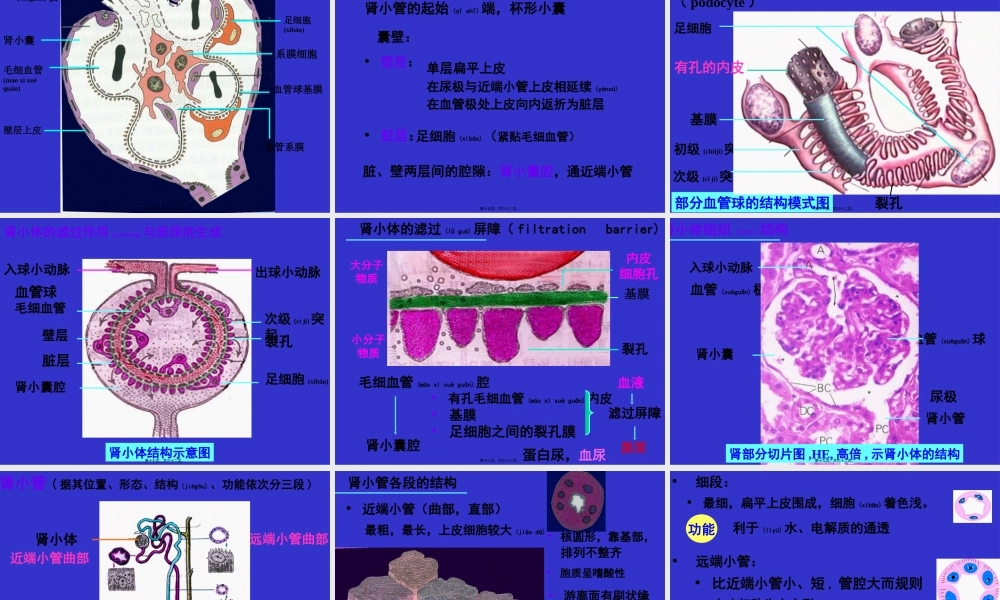 2022年医学专题—组织学与胚胎学-泌尿系统(1).ppt