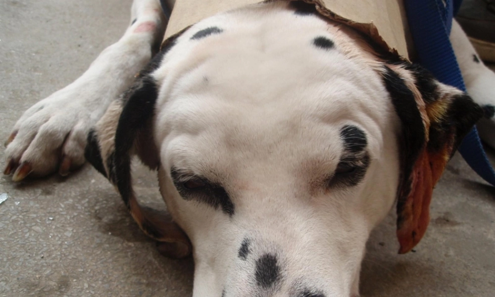 2022年医学专题—外科(1).ppt