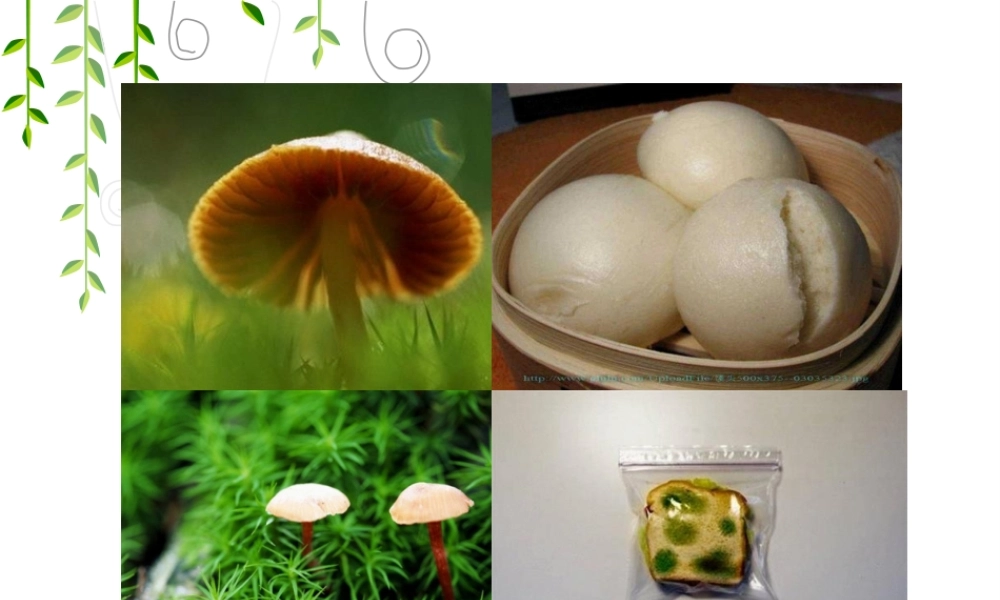 2022年医学专题—真菌药(1).pptx