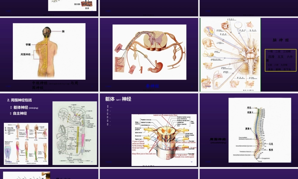 2022年医学专题—周围神经病变-sx(免费)(1).ppt