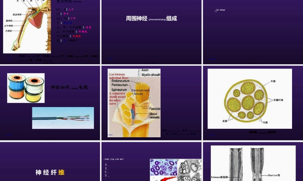 2022年医学专题—周围神经病变-sx(免费)(1).ppt