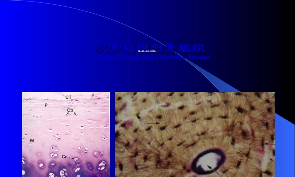 2022年医学专题—--软骨组织与骨组织(1).ppt