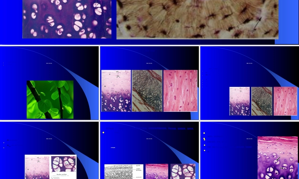 2022年医学专题—--软骨组织与骨组织(1).ppt