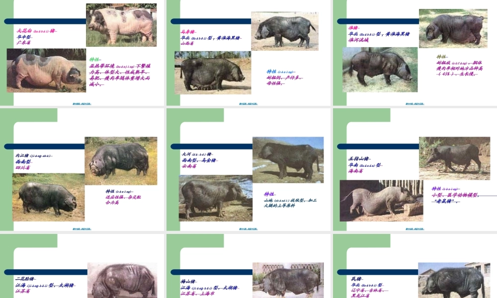 2022年医学专题—《养猪与猪病防治》-三、猪的类型与品种认识解读(1).ppt
