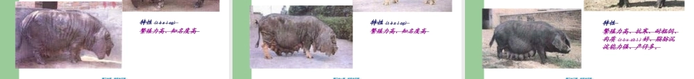 2022年医学专题—《养猪与猪病防治》-三、猪的类型与品种认识解读(1).ppt