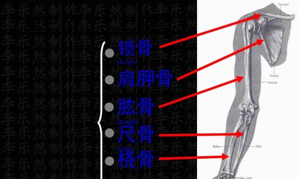 2022年医学专题—上肢骨与连接(1).ppt