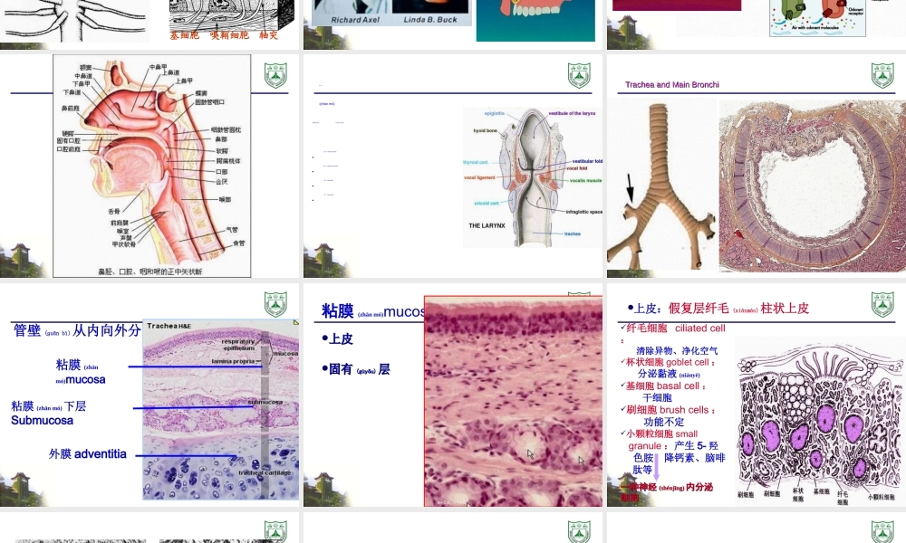 2022年医学专题—呼吸系统组织学20115(1).ppt