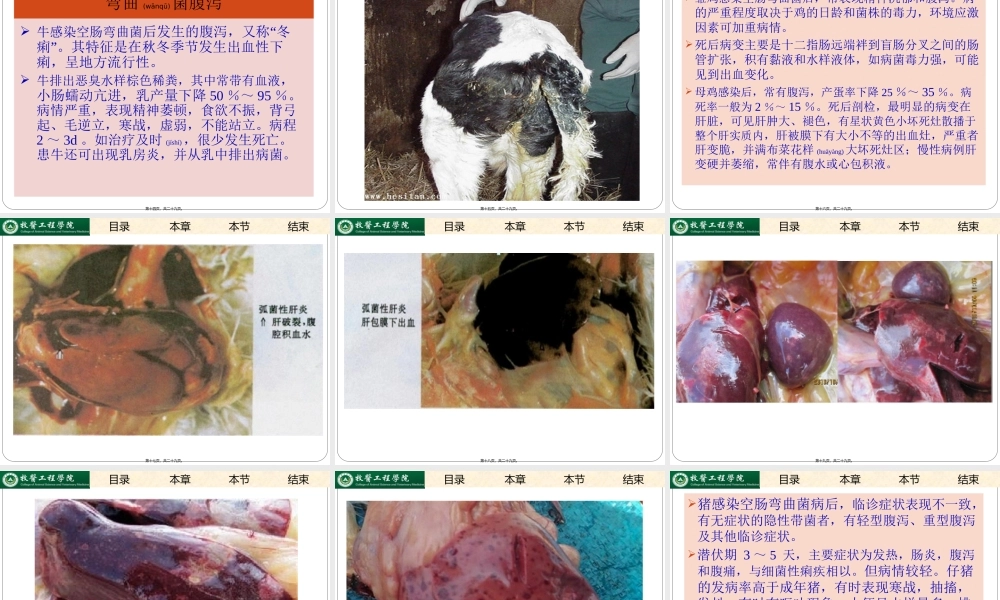 2022年医学专题—弯曲杆菌病.(1).ppt