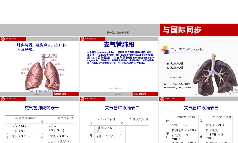 2022年医学专题—支气管镜下肺脏的分段(1).ppt