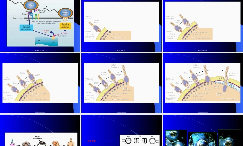 2022年医学专题—普通动物学-多细胞动物的起源(1).ppt