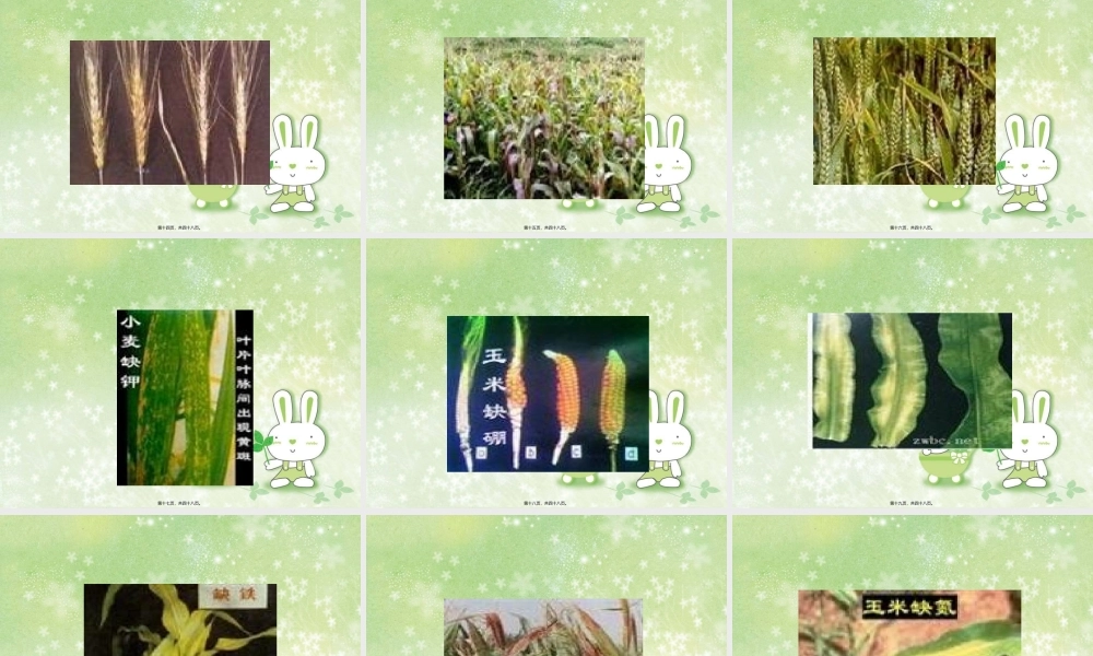 2022年医学专题—植物微量元素缺素症状(1).ppt