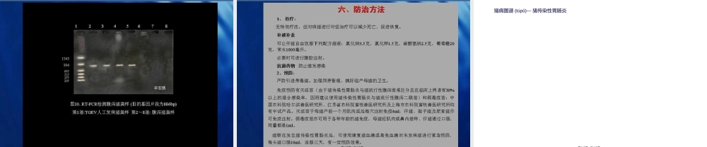 2022年医学专题—猪病图谱---猪传染性胃肠炎(1).ppt