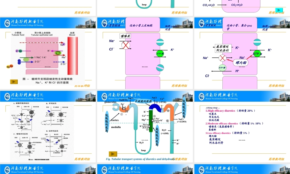 2022年医学专题—第25章----利尿药和脱水药(1).ppt