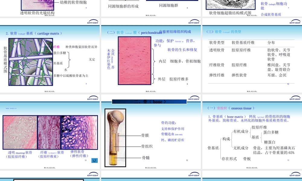 2022年医学专题—第五章-软骨和骨(1).ppt