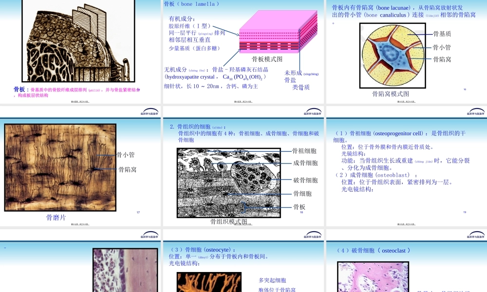 2022年医学专题—第五章-软骨和骨(1).ppt