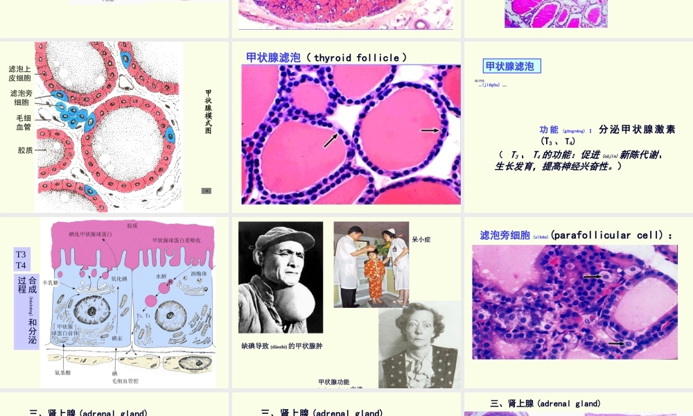 2022年医学专题—第八章-内分泌系统(1).ppt