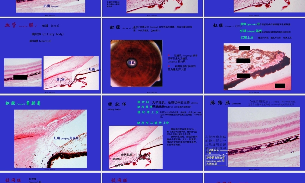 2022年医学专题—组织学与胚胎学-眼球眼睑内耳(1).ppt