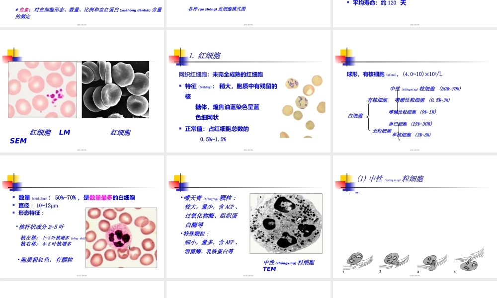 2022年医学专题—组织胚胎学—血液(1).ppt
