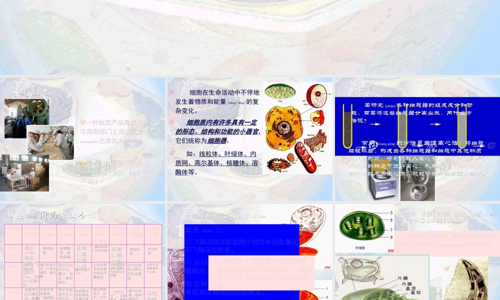 2022年医学专题—细胞器——系统内的分工合作12(1).ppt