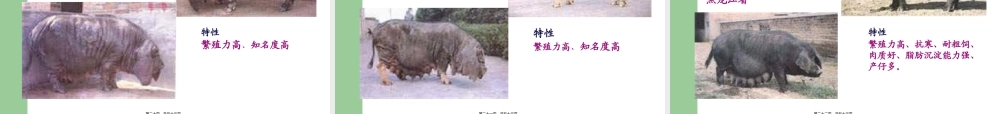 《养猪与猪病防治》-三、猪的类型与品种认识解读(1).pptx